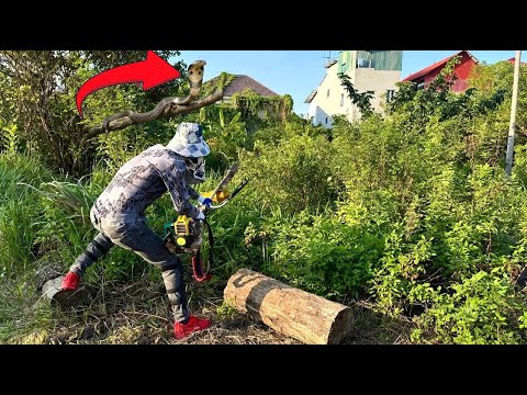 The garden was overgrown with snakes and bees he was shocked