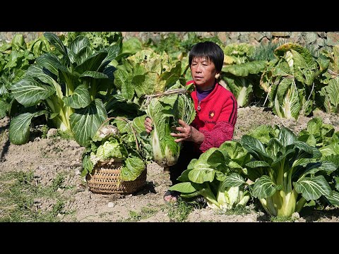 阿嬷做朝鲜族泡菜，酸辣开胃清脆爽口，南方小土豆也爱吃东北辣白菜｜radish【闽湖阿嬤Fujian Grandma】