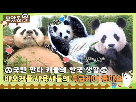 [#모았동물농장] 아이바오❤️러바오 커플!! 🐼한국에서 잘 먹고 잘 사는 법 모음🎍 #TV동물농장 #AnimalFarm #SBSstory