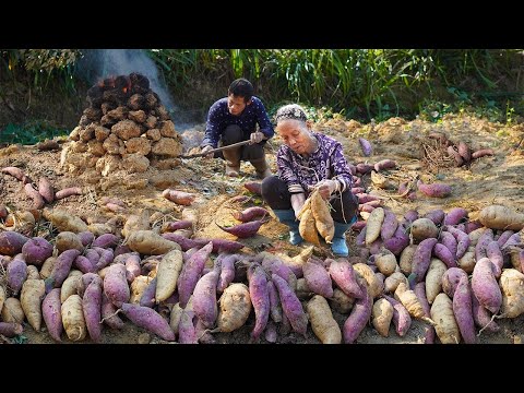 Using 150 catties of sweet potatoes to make sweet potato flour｜Guangxi Grandma