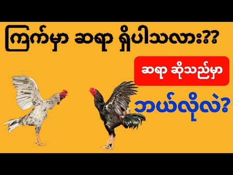 @#ကြက်လောကမှာ ဆရာဆိုတာရှိပါသလား??ဆရာဆိုသည်မှာ ဘယ်လိုလူမျိုးကိုခေါ်တာလဲ??