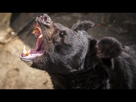 WILD BEAR RESCUE | The Largest Animal Shelter for Black Bears | 4K