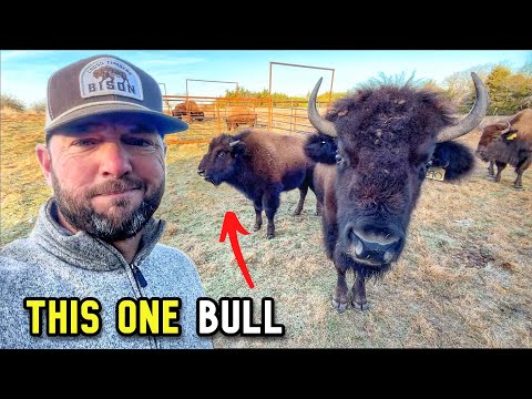 Momma Cow Looked Right at Me, Then Did This!