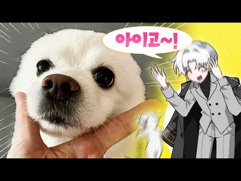 우리 강아지 잘한다!!!!!!! 버튜버 갱얼쥐 최초 공개 (월간 핫클립)