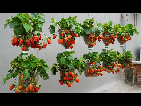 How to Grow Strawberries in Plastic Bottles