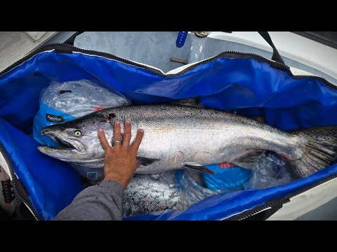 CATCH CLEAN COOK King Salmon - After THREE Year Closure 