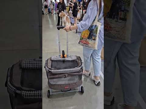 今天來寵物展幫米果領新車😂 #shibainu #shiba #pets #dog #可愛い #cute #柴犬 #animals #cutedog #doglife #毛小孩 #狗狗#shorts