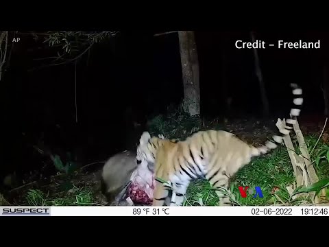 “ျမန္မာနယ္စပ္က ေျခေထာ့က်ဳိးက်ားမေလး” ထူးျခားဆန္းျပားသတင္းမ်ား