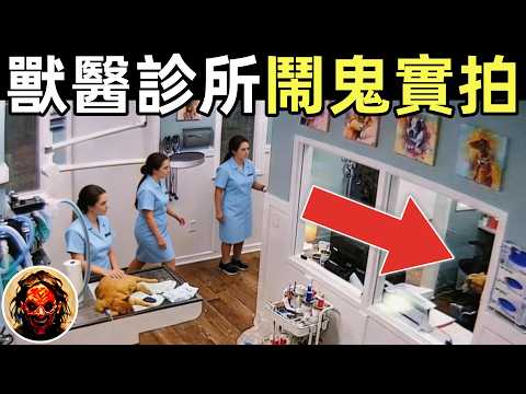 獸醫分享：全員遭遇！診所多次鬧鬼，監控實拍全過程｜4個靈異、恐怖、鬼魂、獵奇影片選
