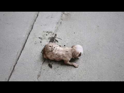 newborn puppy was left behind by his stray mother, covered in dirt, his breathing growing weaker.
