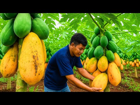 Grow Papaya & Earn Millions Every Year! | How to Get Rich Growing Papayas from Seeds