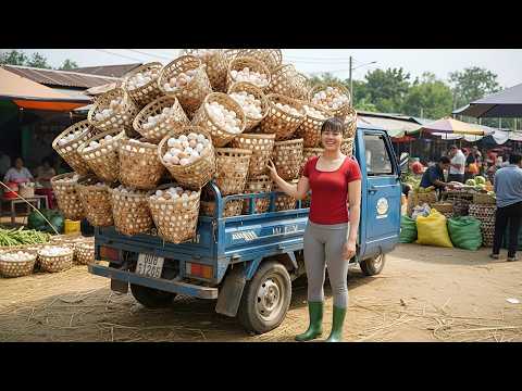 Cosechando Muchos Huevos de Gallina | Transporte al Mercado del Pueblo en Triciclo