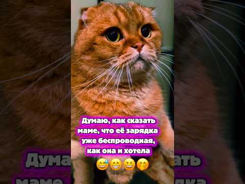 Кот Том. Мысли в голове😁😆🤭 #catshorts #юмор #catlovers #cats #petlovers #кот