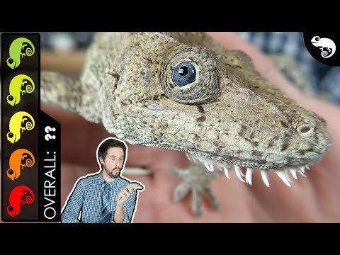 Cuban False Chameleon, The Best Pet Lizard?