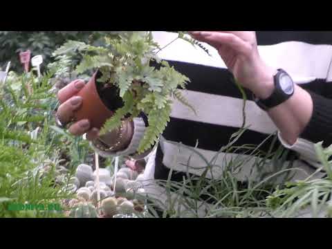 Птерис — травянистый папоротник.