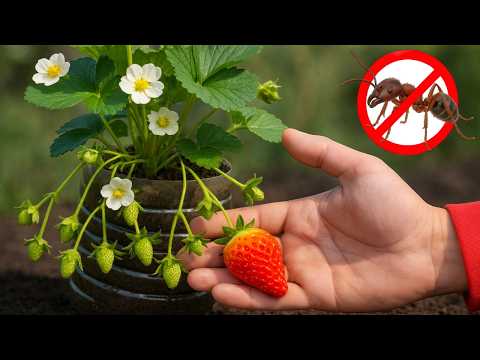 🍓 Cultivo de Fresas en Botellas Semienterradas, para Cosechar Más