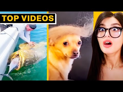 TikToks That Are REALLY WORTH WATCHING! | SSSniperWolf