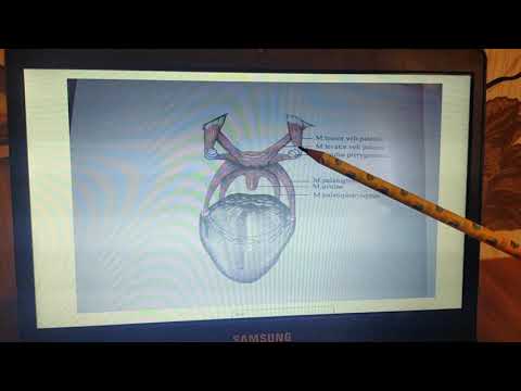 Ауыз қуысы анатомиясы, бұлшықеттердің орналасуы,жұтқыншақ бұлшықеттері,латынша