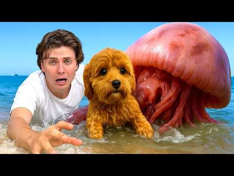 Jellyfish ATTACKED her PUPPY!! will he be OKAY…
