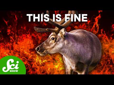 5 Animals That Are Thriving in the Human Hellscape