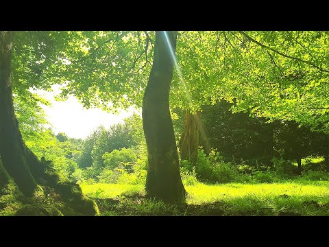 Relaxing Nature Ambience Meditation 🌳 Healing Spring Sounds in a Magical Forest on a Sunny Morning#2