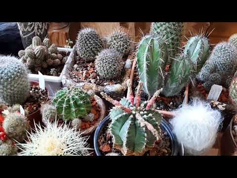 Мои кактусы🌵.Общий обзор.🌵🌵🌵С чего все началось🌵
