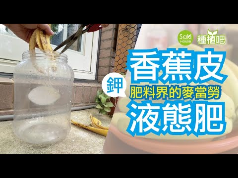 【Saki種植吧】香蕉皮有機肥零失敗做法，太簡單，鉀肥讓瓜長大，免費鉀肥簡單發酵| Banana Peel Fertilizer