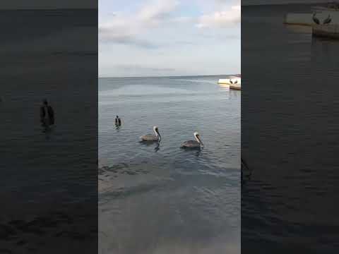 Más mar, menos mente 🌊 Paisaje grabado por el creador  #mar #pazinteror #shortvideo #relax #shorts