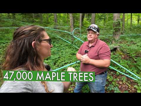 From 12 to 47,000 Maple Trees, He Uses Technology to Help Ease the Labor (Schoolyard Sugarbush)