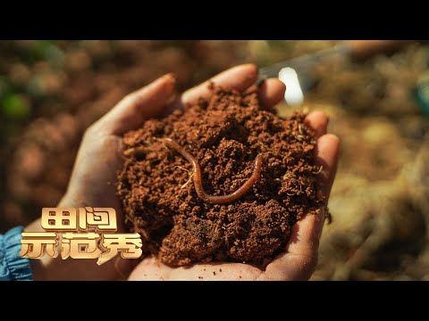 数以亿计的蚯蚓该如何养殖？专家公开养殖窍门，让大小蚯蚓轻松分离，节省人工效益高！丨「田间示范秀」20220531