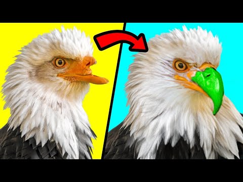 When 3D Printing Gives Animals A Second Chance