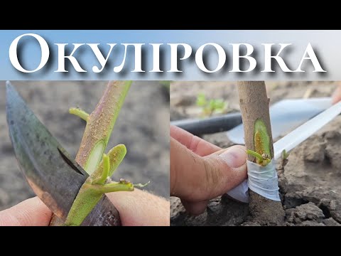 Наглядне відео як робити окуліровку в серпні.Садженці своїми руками.