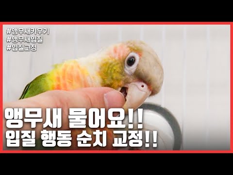 [Raising a parrot] A parrot bites! Correct the bite behavior!
