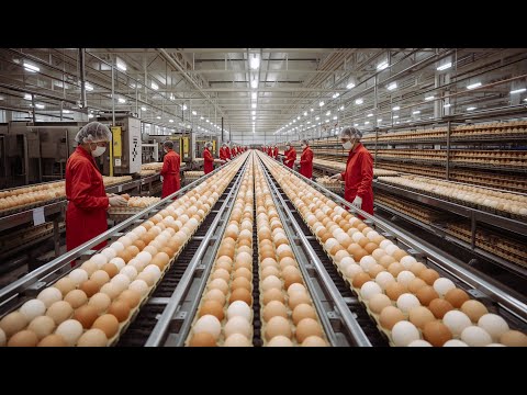 Inside a closed loop egg laying chicken farm The journey of a single egg