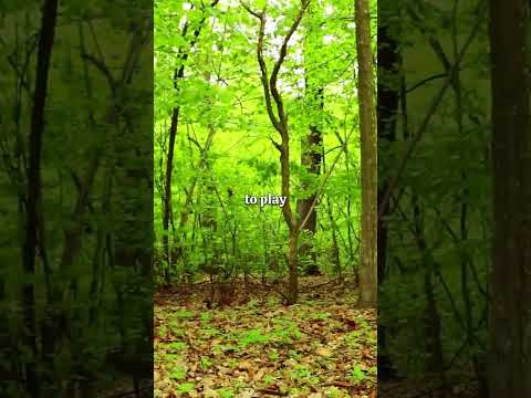 Alan Watts - Without Naming - Flow 2