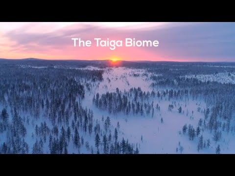 The Taiga Biome - Visual Journey with Music (No Narration)