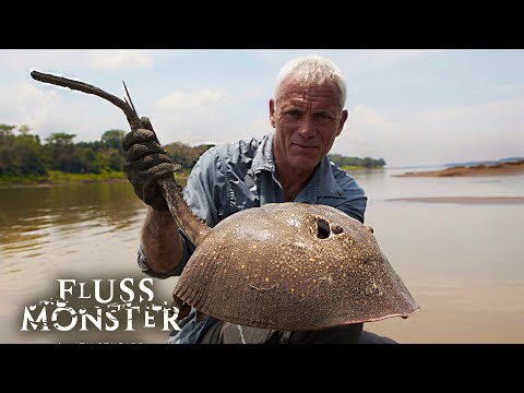 Kolumbiens gefährlichster Süßwasserstechrochen | Fluss Monster Staffel 5 Folge 4