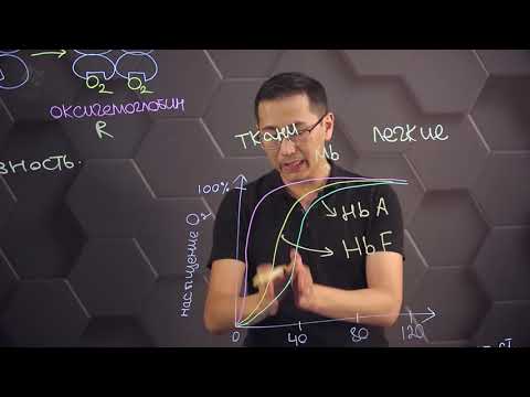 Кривые диссоциации кислорода для гемоглобина и миоглобина у человека. 10 класс.