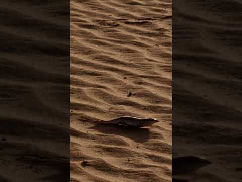 Warum der Sandfisch-Skink durch die Wüste watschelt 🐾🏜️ #Wildlife #Reptilien