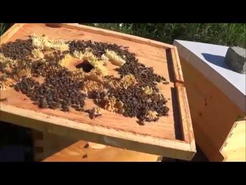 Beekeeping 5 rookie mistakes in this video that you can learn from