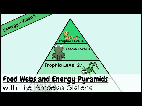 Food Webs and Energy Pyramids: Bedrocks of Biodiversity