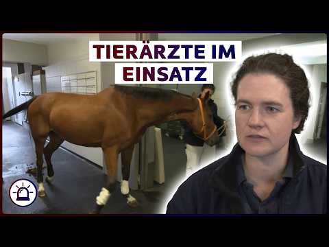 Tierärzte im Einsatz: Zwischen Pferdeklinik, Bauernhof und Aquarium