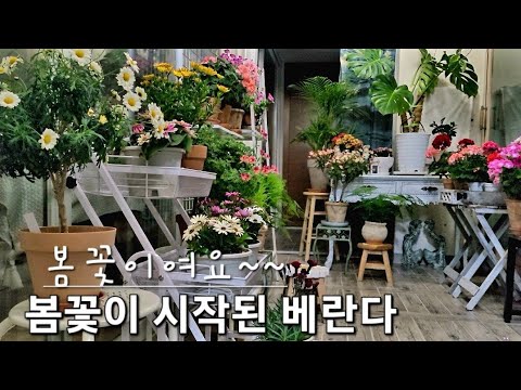 봄꽃이여요~~ 봄꽃이 시작된 우리집 베란다정원 (랜디제라늄,리갈제라늄 화려함의 극치입니다)