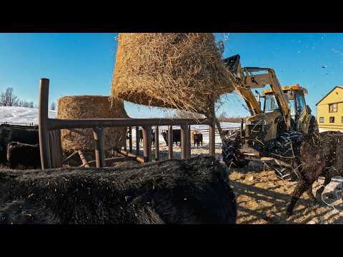Feeding Cow's And Pushing Snow