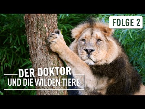 Löwe Kumar greift an | Der Doktor und die wilden Tiere | (2/6)
