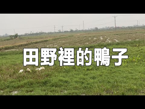 田野裡的鴨子