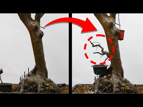 10년의 세월을 단기간에!! 세월을 벌어주는 접목 방법ㅣ 가지이식수술 ㅣ 모과나무 접목