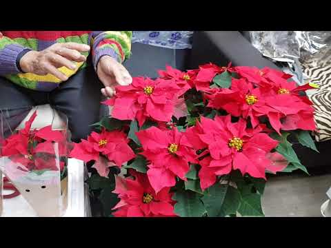 How to grow, care for, and propagate poinsettias so they can be enjoyed beautifully until next sp...