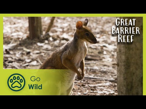 Coral Coast | Russell Crowe's The Great Barrier Reef: a Living Treasure 2/4 | Go Wild