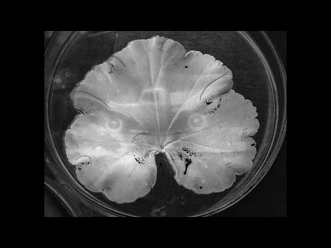 Photosynthesis photography: Making images with living plant leaves